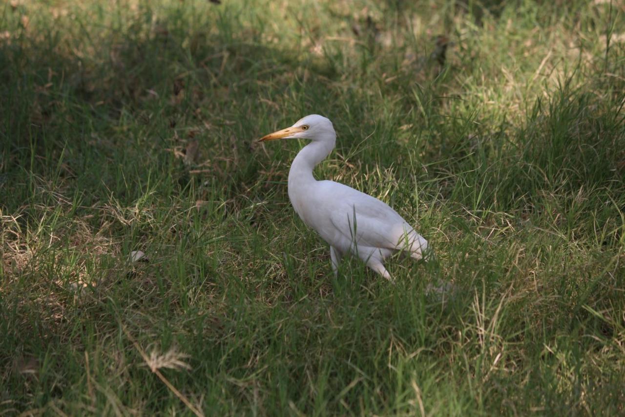 Visamo Farmstay Nānodra Dış mekan fotoğraf
